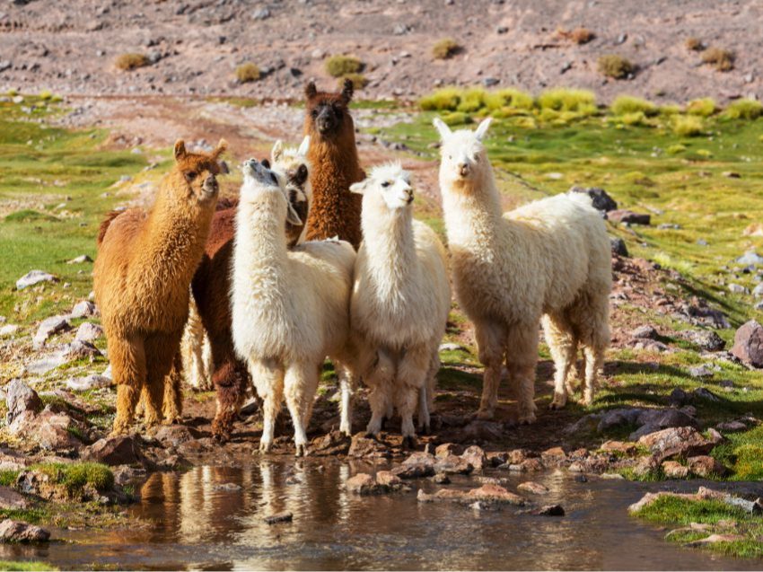 Alpaka Wanderung nahe Düsseldorf - Natur erleben