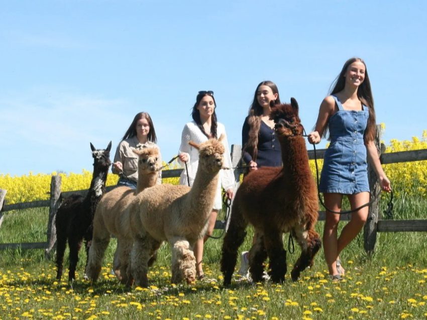 Alpaka Wanderung nahe Braunschweig - Natur erleben