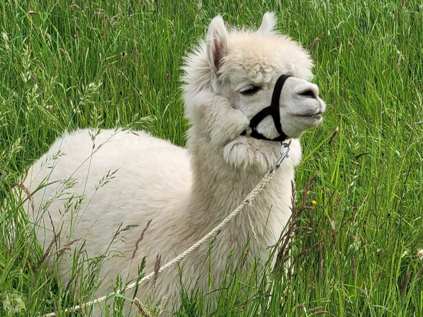 Alpaka Wanderung