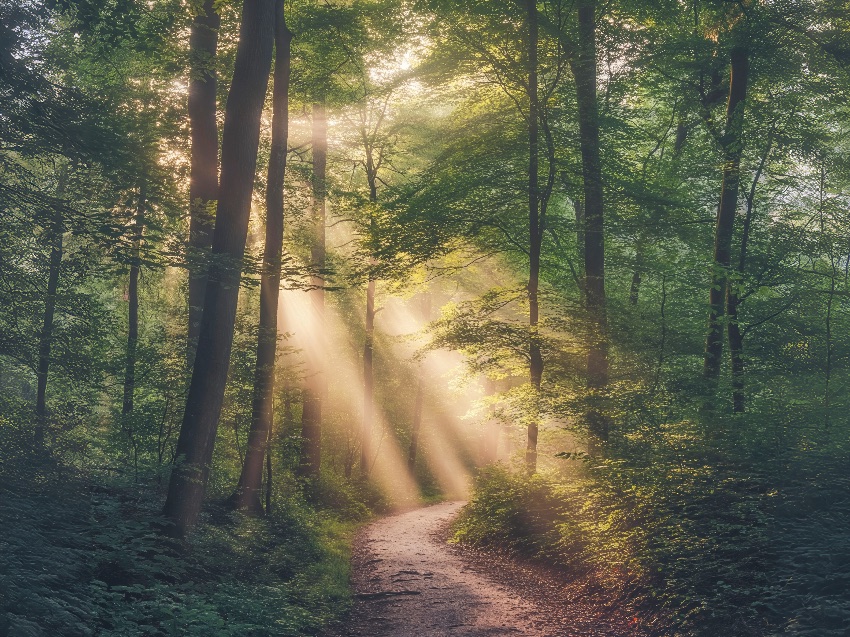 Licht_im_Wald