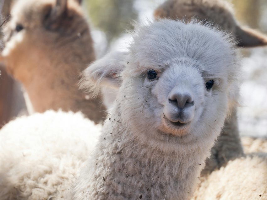 Alpaka Wanderung nahe Würzburg - Natur erleben