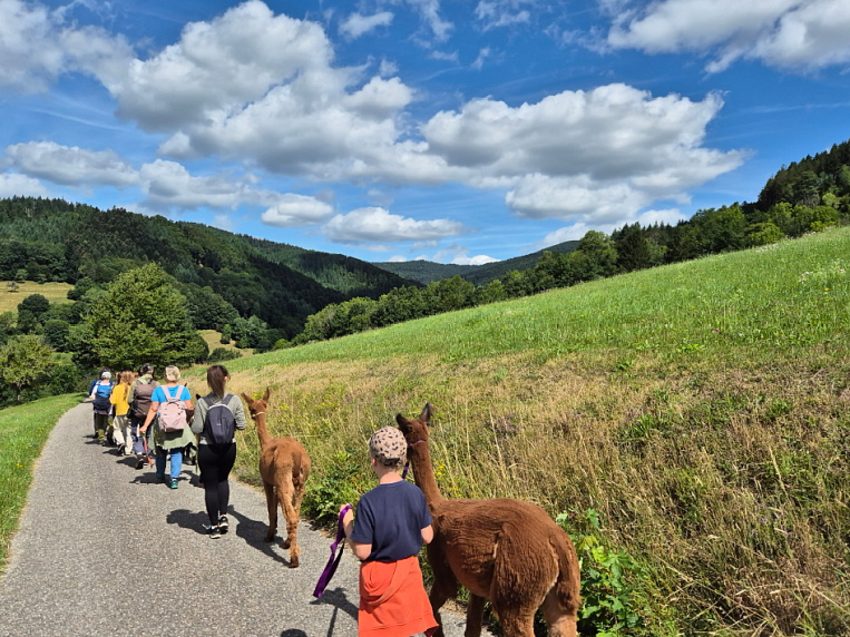 Alpaka Wanderung nahe Freiburg - Natur erleben