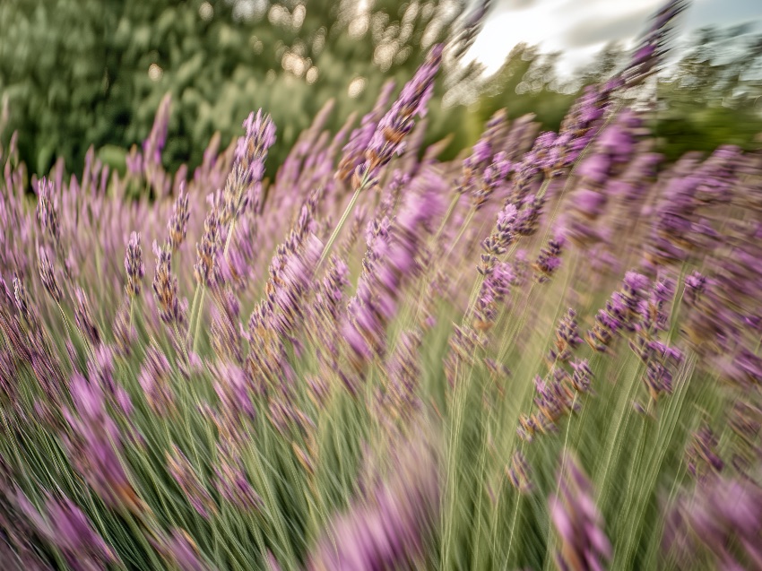 Lavendel