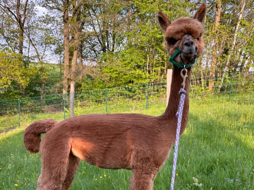 Alpaka Wanderung