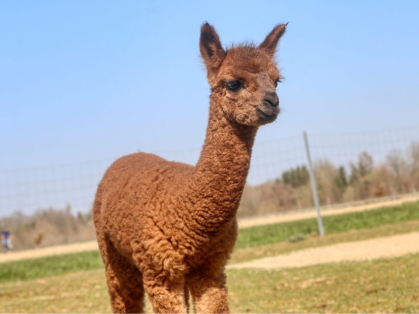 Alpaka Wanderung