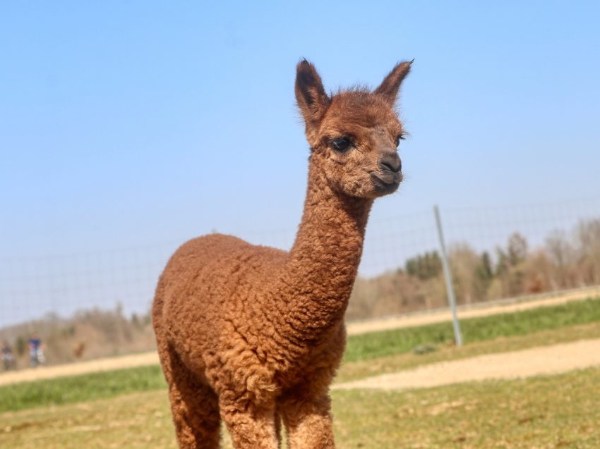 Alpaka Wanderung
