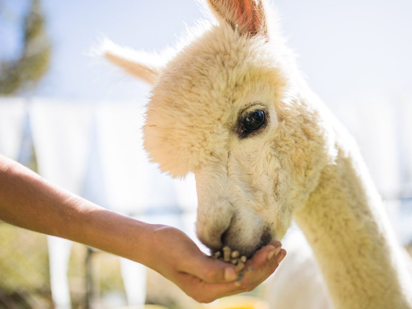 Alpaka Wanderung nahe Frankfurt am Main - Natur erleben
