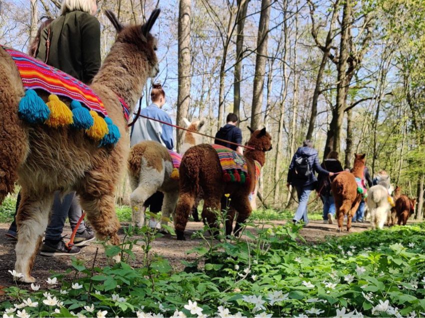 Alpaka Wanderung in Braunschweig - Natur erleben
