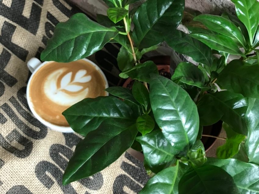 Barista Kurs nahe Saarbrücken - für Einsteiger