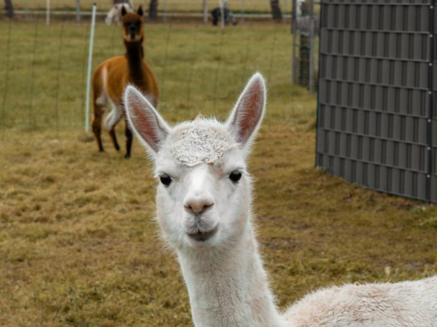 Alpaka Wanderung in Münster - Natur erleben