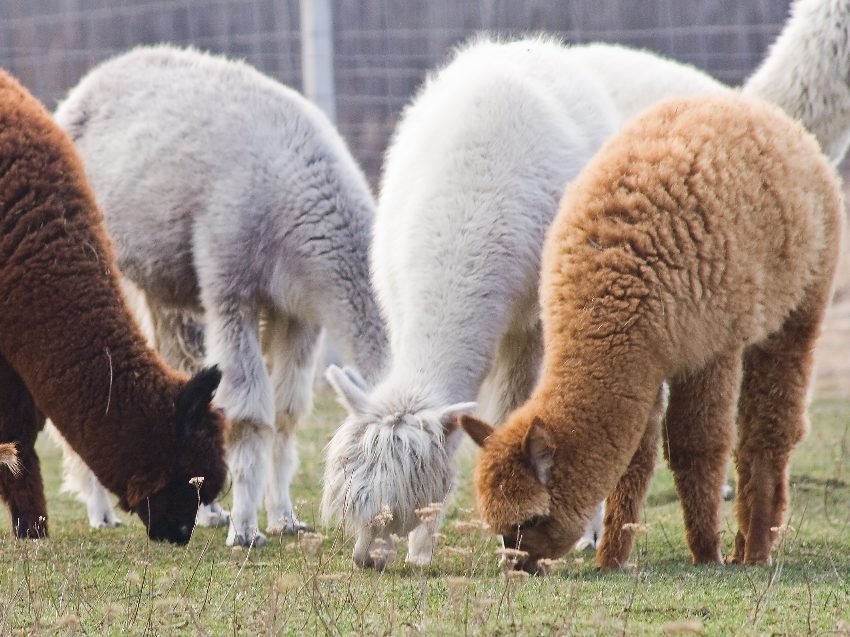 Alpaka Wanderung nahe Lübeck - Natur erleben