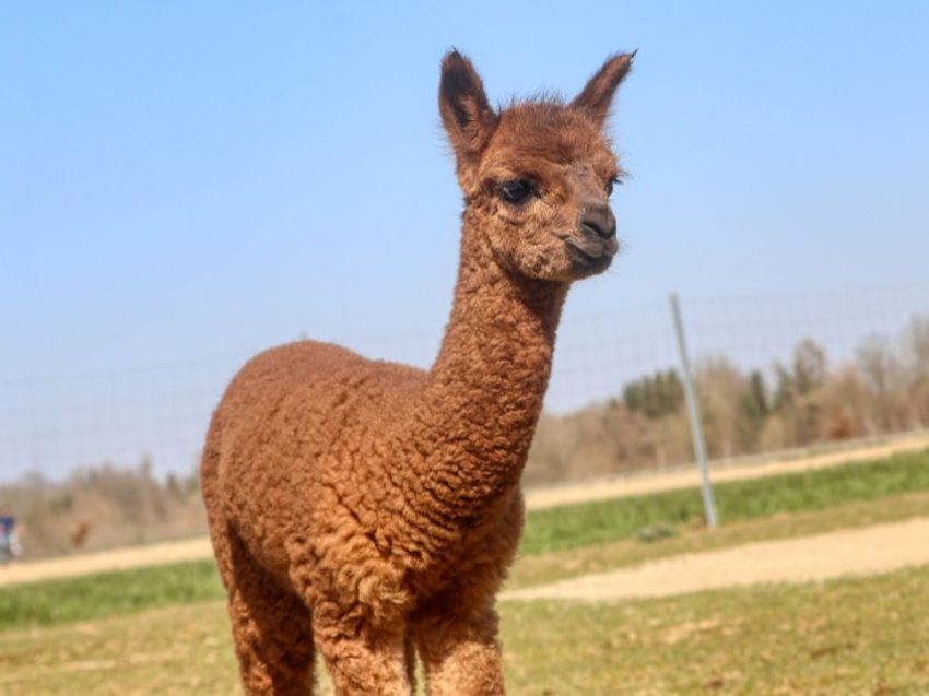 Alpaka Wanderung