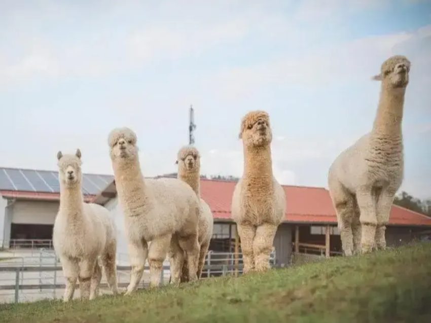 Alpaka Wanderung nahe Stuttgart - Natur erleben