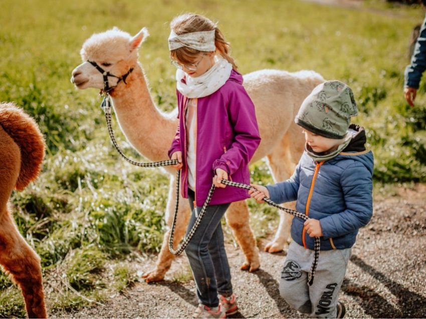Alpaka Wanderung nahe Erfurt - Natur erleben