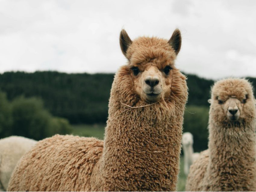 Alpaka Wanderung nahe Augsburg - Natur erleben