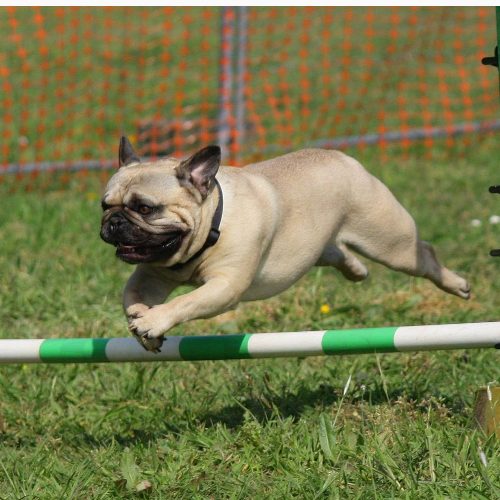 Hundetrainerin Larissa Müller - auf Triviar